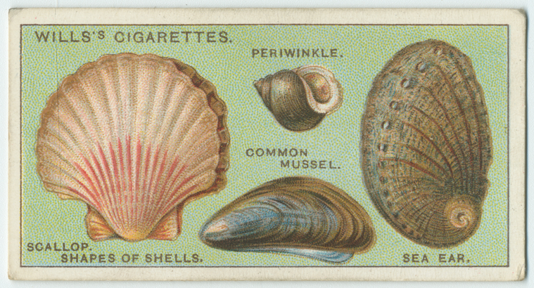 Do you know why shells vary in shape? - NYPL Digital Collections