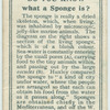 Do you know what a sponge is?
