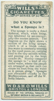 Do you know what a sponge is?