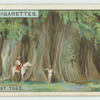 Do you know which is the biggest tree in the world?