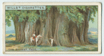 Do you know which is the biggest tree in the world?