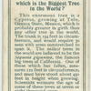 Do you know which is the biggest tree in the world?