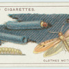Do you know how the clothes moth damages clothes?