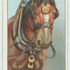 Do you know the origin of the brass crescents on harness?