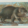 Do you know what a Tasmanian devil is?