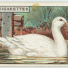Do you know why water runs of a duck's back?