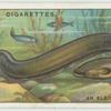 Do you know what an electric eel is?