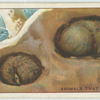 Do you know why some animals hibernate?