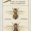 Do you know why bees sting and why they hum?