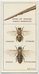 Do you know why bees sting and why they hum?