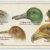 Do you know why birds' beaks vary in shape?