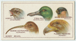 Do you know why birds' beaks vary in shape?