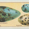 Do you know why birds' eggs vary in colour and shape?