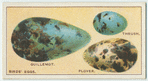Do you know why birds' eggs vary in colour and shape?