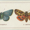 Do you know a butterfly from a moth?