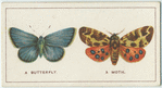 Do you know a butterfly from a moth?
