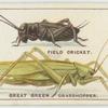 Do you know how crickets and grasshoppers chirp?