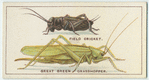 Do you know how crickets and grasshoppers chirp?