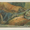 Do you know that some fishes walk on land?