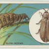 Do you know why the glow-worm glows?