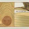 Do you know what causes knots and grain in wood?