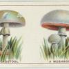 Do you know a toadstool from a mushroom?