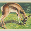 Do you know why representative South African teams are called "Springboks"?
