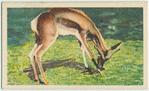 Do you know why representative South African teams are called "Springboks"?