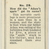 How did the "Adam's apple" get its name?
