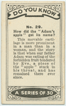 How did the "Adam's apple" get its name?