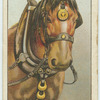 Do you know the origin of the brass crescents on harness?