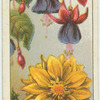 Do you know how the fuschia and the dahlia obtained their names?