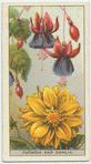 Do you know how the fuschia and the dahlia obtained their names?