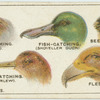 Do you know why birds' beaks vary in shape?