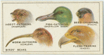 Do you know why birds' beaks vary in shape?
