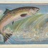 Do you know why the salmon leaps?
