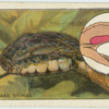 Do you know how a snake stings?