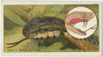 Do you know how a snake stings?