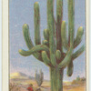 Do you know how plants live in the desert?
