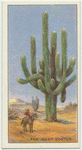 Do you know how plants live in the desert?