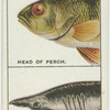 Do you know how fishes breathe?