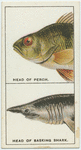Do you know how fishes breathe?