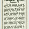 Do you know what causes "witches' brooms"?