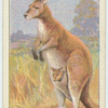 Do you know the purpose of the kangaroo's pouch?