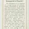 Do you know the purpose of the kangaroo's pouch?