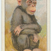 Do you know which is the most intelligent of the animals?