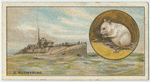 Do you know why white mice are carried on submarines?