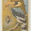 Do you know what bird imprisons his mate in a tree?