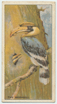 Do you know what bird imprisons his mate in a tree?