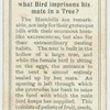 Do you know what bird imprisons his mate in a tree?